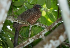 Penelope ochrogaster