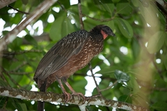 Penelope ochrogaster