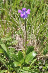 Campanula ciliata