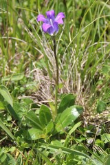 Campanula ciliata