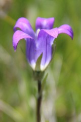 Campanula ciliata