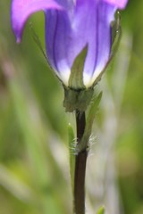 Campanula ciliata