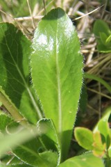 Campanula ciliata