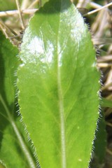 Campanula ciliata