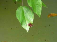 Neurothemis ramburii