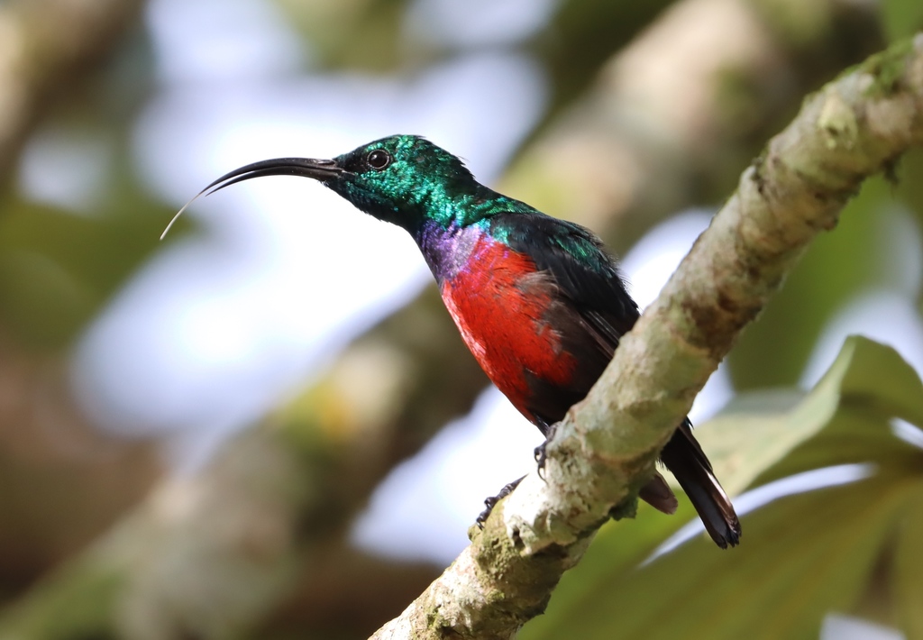 Johanna's Sunbird (Cinnyris johannae) photo