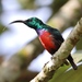 Johanna's Sunbird - Photo (c) mlanguy, some rights reserved (CC BY-NC), uploaded by mlanguy