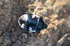 Tritomegas rotundipennis