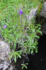 Campanula ciliata