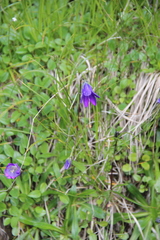 Campanula ciliata