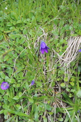 Campanula ciliata