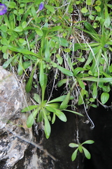 Campanula ciliata