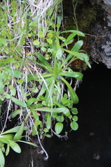 Campanula ciliata