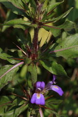Hygrophila auriculata
