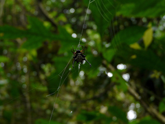 Gasteracantha janopol