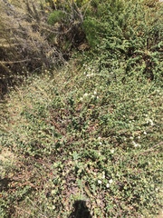 Eriogonum fasciculatum fasciculatum