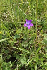 Campanula ciliata