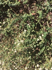 Eriogonum fasciculatum fasciculatum