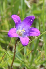 Campanula ciliata