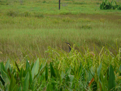 Ixobrychus flavicollis