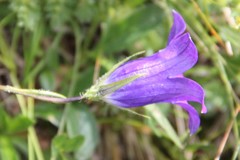 Campanula ciliata