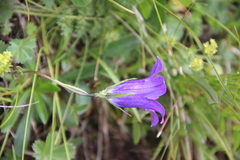 Campanula ciliata