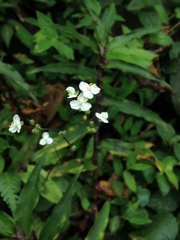 Callisia multiflora