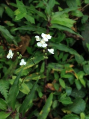 Callisia multiflora