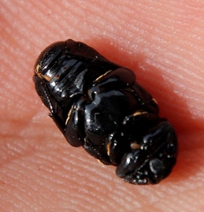 Genuchus hottentottus