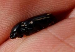 Genuchus hottentottus