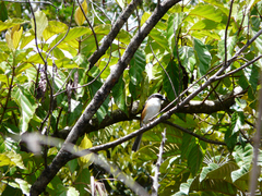 Lanius validirostris