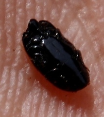 Genuchus hottentottus