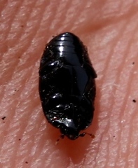 Genuchus hottentottus