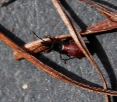 Oxycarenus