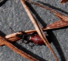 Oxycarenus