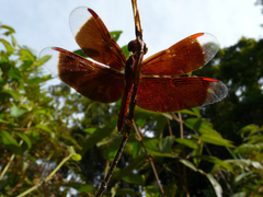 Neurothemis terminata