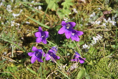 Campanula ciliata