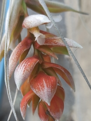 Tillandsia pohliana