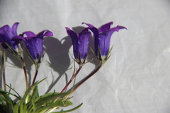 Campanula ciliata