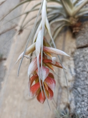 Tillandsia pohliana