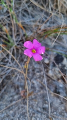 Oxalis livida
