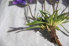 Campanula ciliata
