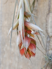 Tillandsia pohliana