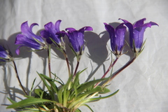 Campanula ciliata