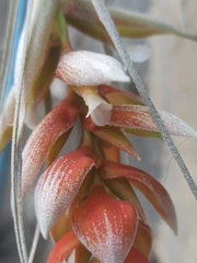 Tillandsia pohliana