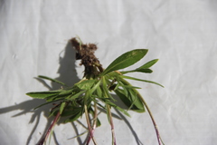 Campanula ciliata