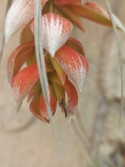 Tillandsia pohliana