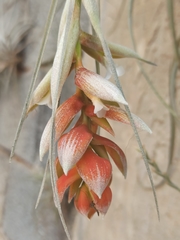 Tillandsia pohliana