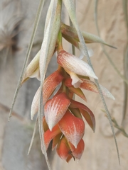 Tillandsia pohliana