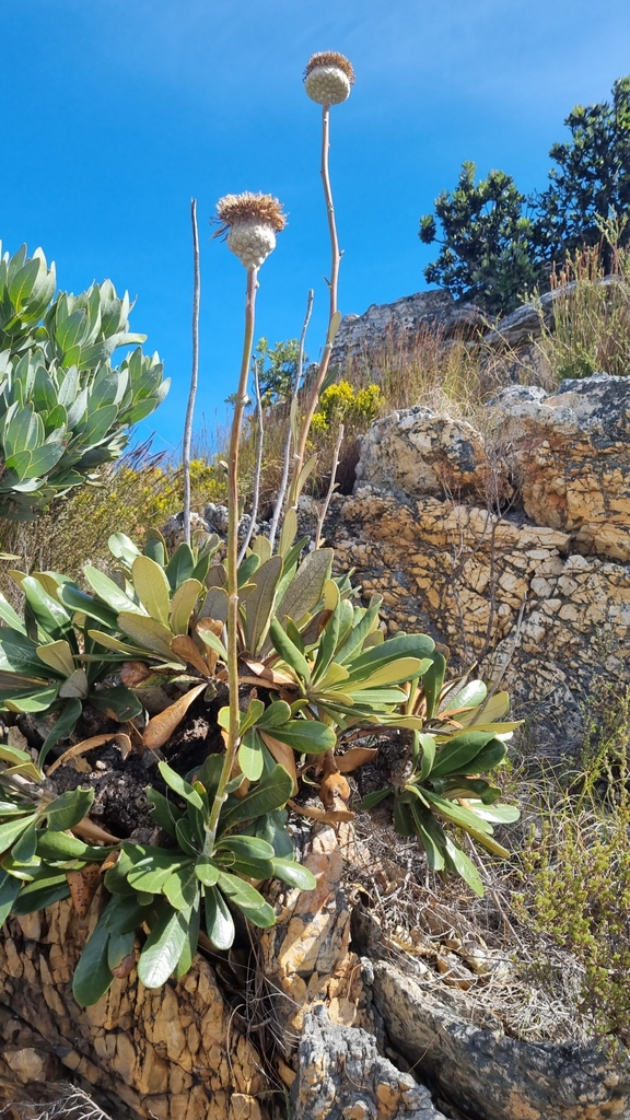 Butterfly Cushionbush